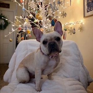 Meet your Posher, Millie